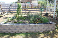 Raised Garden Beds